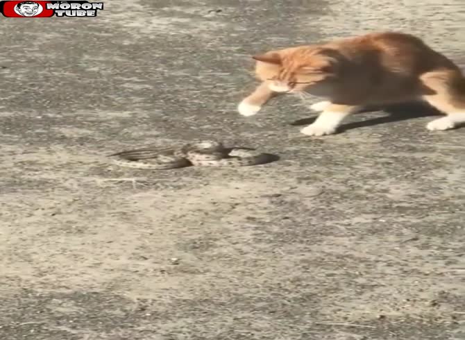 Video :Russia - a snake is killed by a cat